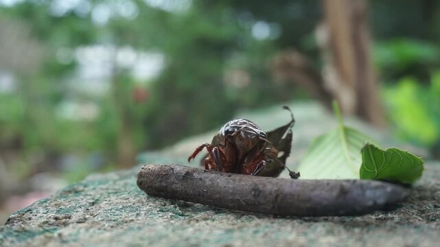 A shiny brown cicada with clearly defined body segments on a rough, grayish rock surface. near a wilted green leaf.