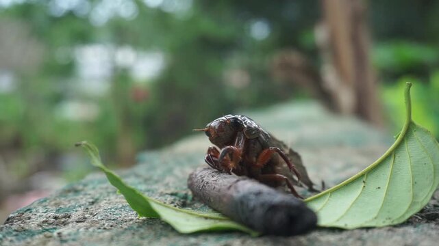 A shiny brown cicada with clearly defined body segments on a rough, grayish rock surface. near a wilted green leaf.