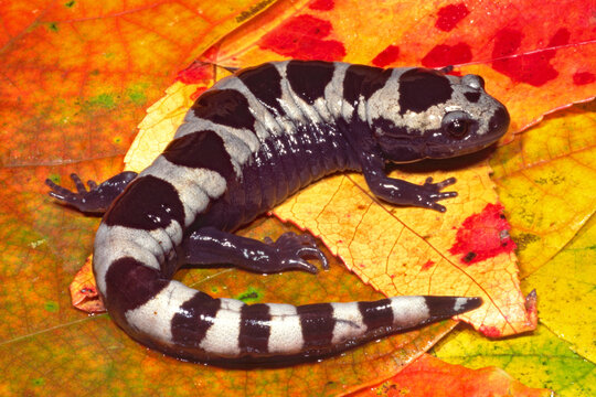 Marbled salamander, Abystoma opacum, on colorful autumn leaf litter