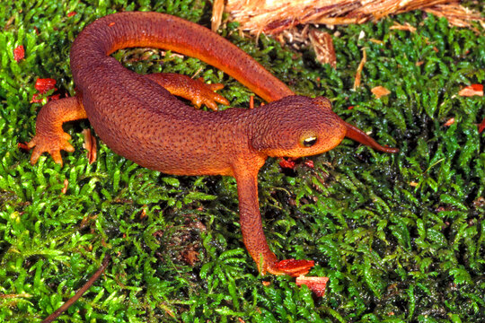 California newt, Taricha torosa, on woodland moss