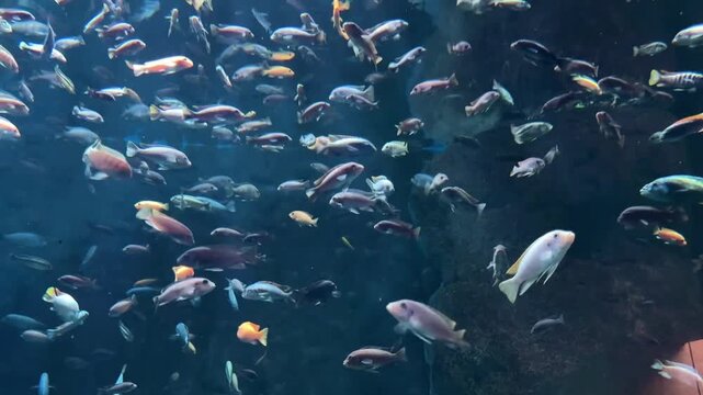 Large school of colorful African Cichlids swimming in clean blue water of a tropical aquarium. Various species of bright yellow, blue and silver cichlid fish moving gracefully in a group against a dar
