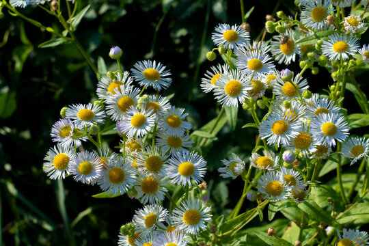 Einj&auml;hriges Berufkraut, erigeron annuus mit zungenf&ouml;rmigen wei&szlig; gelben Bl&uuml;ten