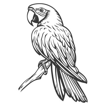 A detailed monochrome line drawing of a parrot on a branch