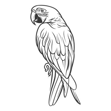 A detailed line drawing depicting a perched tropical parrot bird
