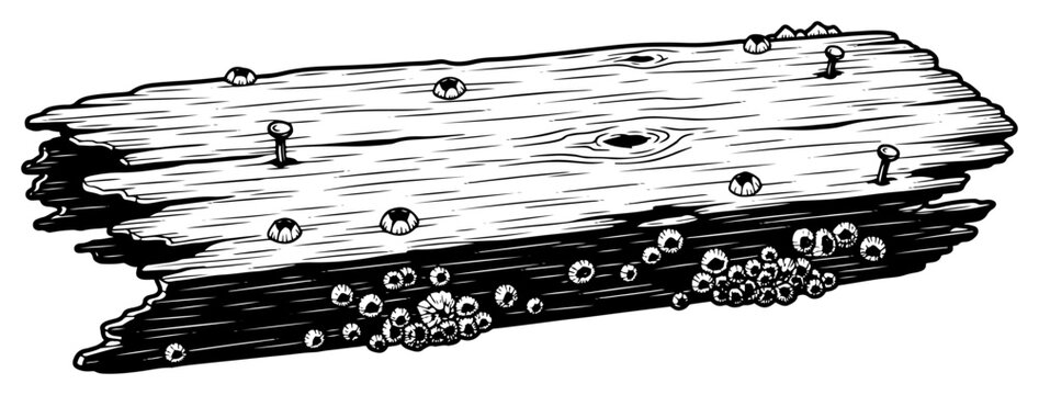 Weathered driftwood plank with nails and barnacles in rustic woodcut style
