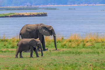 Fototapeta premium Elephant and juvenile walking near river in savanna