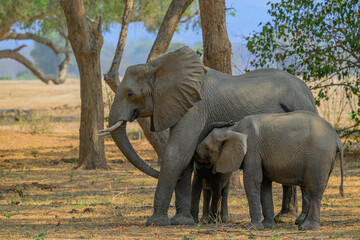 Elephant family with calves in woodland habitat © Pertti