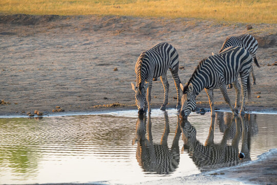 Three zebras drinking at waterhole with reflections