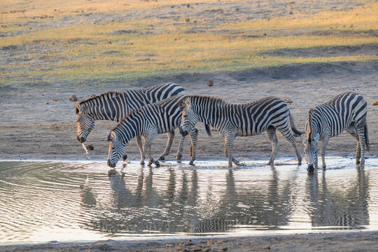 Four zebras drinking at waterhole in savanna