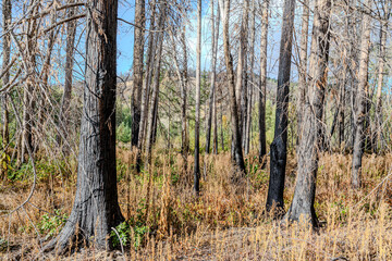 Fototapeta premium 2026 Photo of 2024 Fire Damage Along Adam's River, British Columbia
