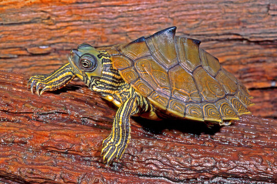Alabama map turtle, Graptemys pulchra.