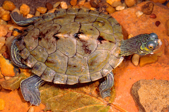 Barbour's Map Turtle, Graptemys barbouri