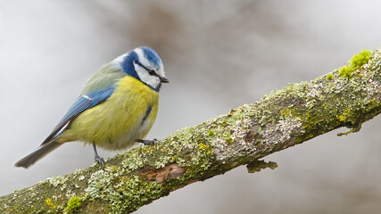 Eurasian Blue Tit (Cyanistes caeruleus) perched on mossy branch, alert posture in natural habitat, common species in the Czech Republic © czjonyyy