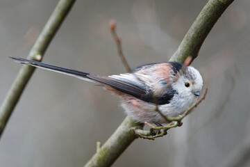 Long-tailed Tit (Aegithalos caudatus) perched on branch, fluffed plumage in winter posture, common species in the Czech Republic © czjonyyy