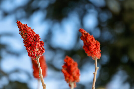 Une branche de sumac vinaigrier. Quebec, Canada.	