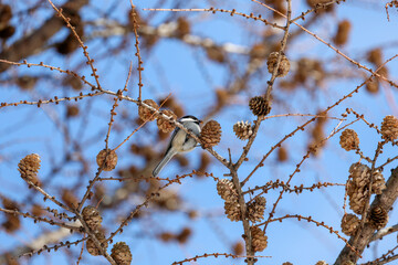 Mésange à tête noire sur une branche d'arbre avec des cocottes en hiver, Québec, Canada. © Pascal Huot