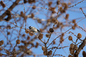 Mésange à tête noire sur une branche d'arbre avec des cocottes en hiver, Québec, Canada. © Pascal Huot