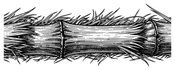 Detailed hand drawn engraving of a horizontal bamboo stalk with fibrous texture and roots © Logan