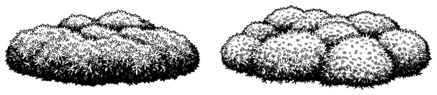 Two detailed black and white textured bushes or grass shrub clusters for landscape design