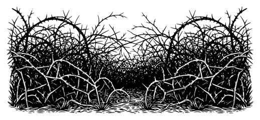 Detailed hand drawn thorny bush thicket and tangled prickly bramble hedge © Logan