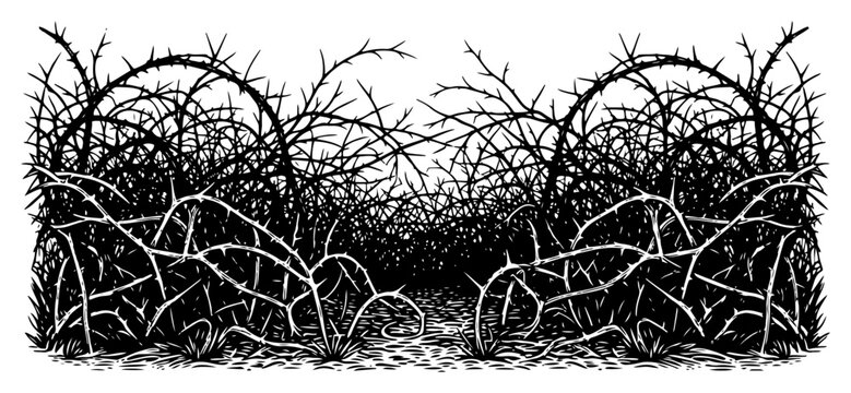 Detailed hand drawn thorny bush thicket and tangled prickly bramble hedge