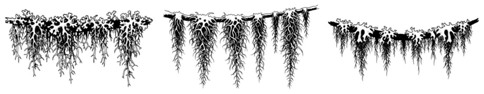 Collection of hand drawn hanging root systems and moss textures in classic ink style