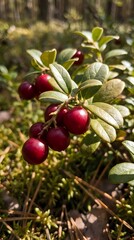 Fototapeta premium Fresh red cranberries growing on green bush branch in natural forest environment during autumn harvest season for organic food and healthy nutrition.