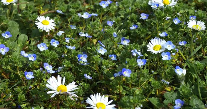 Macro - Daisies and Persian speedwell in a meadow.