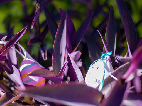 Easter eggs hidden among purple tradescantia pallida leaves