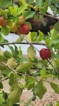 Fresh ripe Acerola cherries on branch against bright blue sky &ndash; Organic Vitamin C superfood