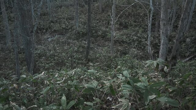 笹薮の中の小さな川のある冬枯れの森
