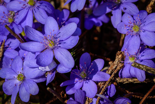 Common hepatica liverwort wildflowers in the early spring forest