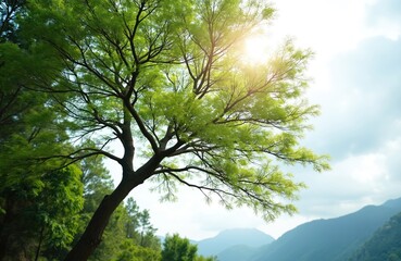 Naklejka premium Bright sun shines through delicate green leaves on a sprawling tree branch. Distant misty mountains meet a hazy sky with scattered clouds. Nature scene offers peaceful outdoor beauty.