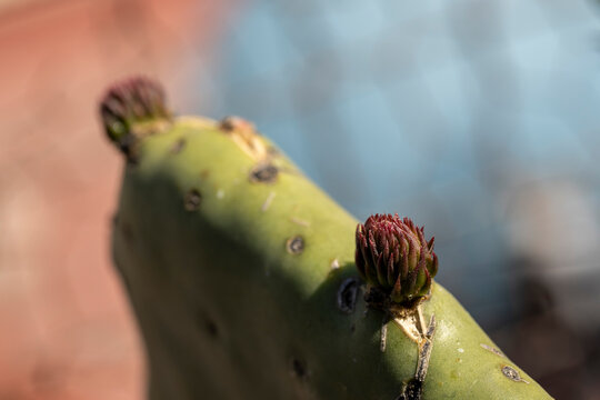 Nopal sustentable, nopalitos en crecimiento en huerto urbano