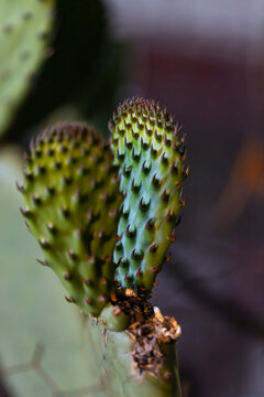 Nopal sustentable, nopalitos beb&eacute; en huerto urbano