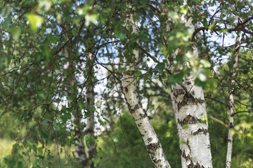 Fototapeta premium White birch trees with peeling bark and green leaves in a summer forest, symbolizing natural purity, calmness, and connection with nature