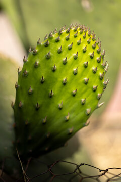 Nopal sustentable, nopalitos maduro fresco en huerto urbano