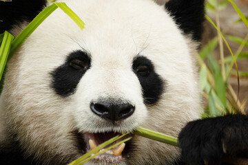 giant black and white panda is eating bamboo. Large animal closeup © Elena