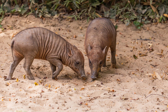 Two young wild boars exploring sandy ground in natural habitat