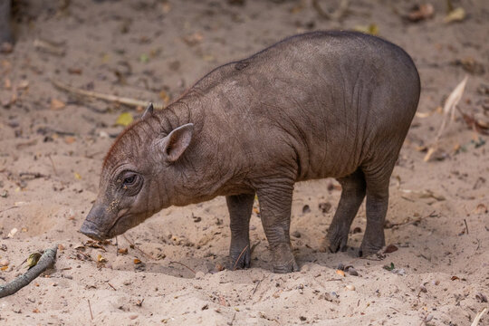 Small wild boar walking on sandy ground in natural habitat