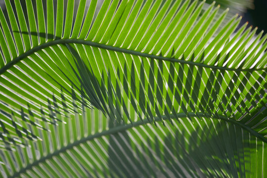 ディオーン・エデュレ　葉模様