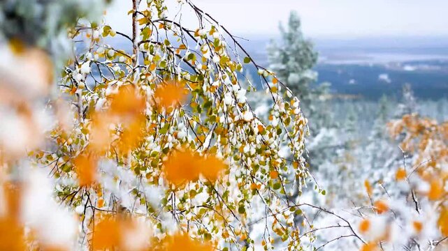 The colors of autumn in the snow