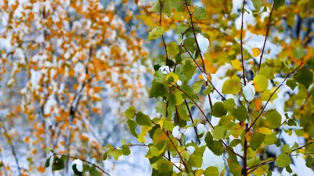 The colors of autumn in the snow
