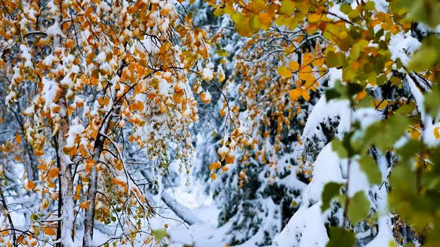 The colors of autumn in the snow