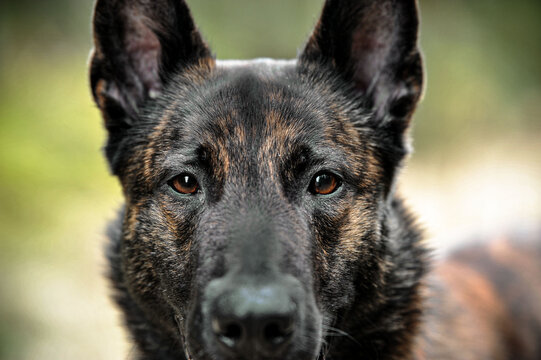 Headshot of a Dutch shepherd dog looking in the camera full focus 