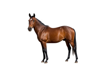 Naklejka premium Bay thoroughbred horse standing with a white blaze