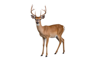 Fototapeta premium White-tailed deer buck standing looking forward isolated