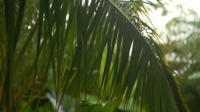 Cinematic close-up of tropical palm leaves moving gently in natural light, lush green foliage and exotic atmosphere associated with tropical travel and warm climates. elegant shape and texture