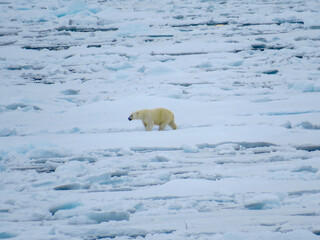 Polar Bear on Pack Ice © Tiphanie
