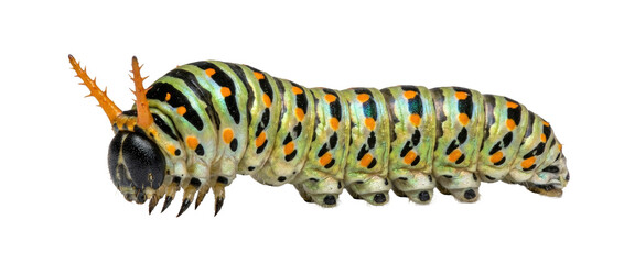 Fototapeta premium Brightly Colored Caterpillar Macro Shot Isolated